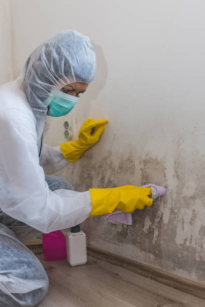 Stock Island, FL Mold Removal Company