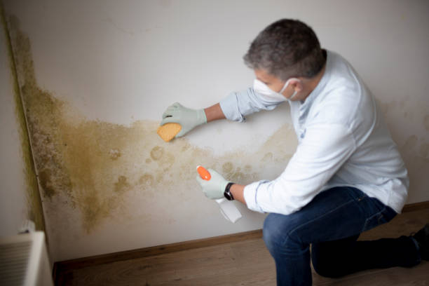 Best Basement Mold Removal  in Stock Island, FL